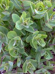 Attēlu rezultāti vaicājumam “Hylotelephium telephium leaf”