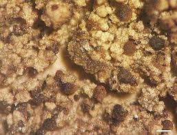 Attēlu rezultāti vaicājumam “Scoliciosporum chlorococcum”