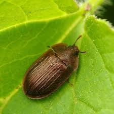 Attēlu rezultāti vaicājumam “Ostoma ferruginea”