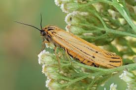 Attēlu rezultāti vaicājumam “Spiris striata”