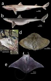 Image result for Bathytoshia centroura