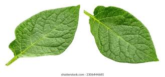 Attēlu rezultāti vaicājumam “Solanum tuberosum leaf”