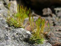 Attēlu rezultāti vaicājumam “Tortula muralis sporophyte”