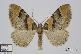 Attēlu rezultāti vaicājumam “Catarhoe rubidata”