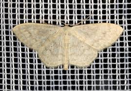 Attēlu rezultāti vaicājumam “Scopula floslactata imago”