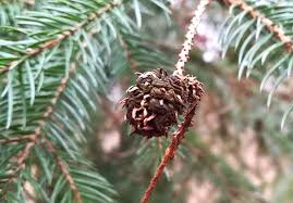 Attēlu rezultāti vaicājumam “Sacchiphantes abietis”