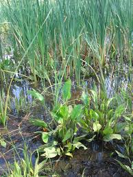 Attēlu rezultāti vaicājumam “Alisma plantago-aquatica fruit”
