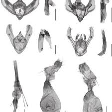 Attēlu rezultāti vaicājumam “Ematurga atomaria male”
