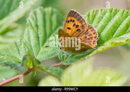 Attēlu rezultāti vaicājumam “Lycaena virgaureae female”
