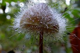 Attēlu rezultāti vaicājumam “Spinellus fusiger”