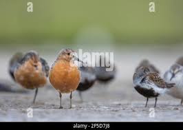 Attēlu rezultāti vaicājumam “Calidris canutus adult”