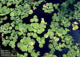 Attēlu rezultāti vaicājumam “Pistia stratiotes”