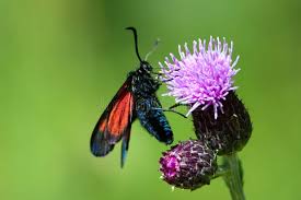 Attēlu rezultāti vaicājumam “Zygaena viciae”