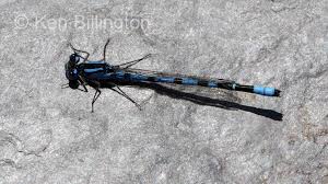 Attēlu rezultāti vaicājumam “Enallagma cyathigerum male”