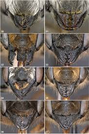 Attēlu rezultāti vaicājumam “Cephaloziella elachista macro”