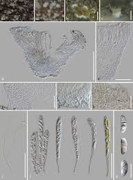 Attēlu rezultāti vaicājumam “Hyaloscypha hyalina”