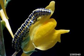 Attēlu rezultāti vaicājumam “Calophasia lunula”