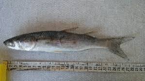 Image result for Liza ramada