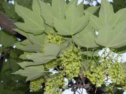 Attēlu rezultāti vaicājumam “Acer pseudoplatanus fo. purpurascens”