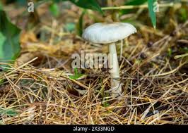 Attēlu rezultāti vaicājumam “Collybia tuberosa”