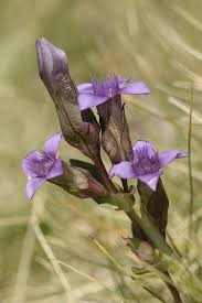 Attēlu rezultāti vaicājumam “Gentianella campestris”
