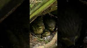 Attēlu rezultāti vaicājumam “Erithacus rubecula nest”