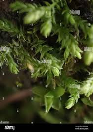 Attēlu rezultāti vaicājumam “Leskea polycarpa”