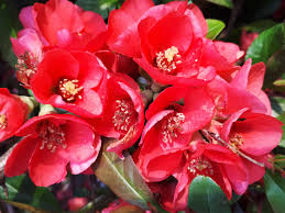 Attēlu rezultāti vaicājumam “Carpinus caroliniana male flower”