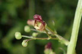 Attēlu rezultāti vaicājumam “Scrophularia umbrosa flower”