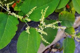 Attēlu rezultāti vaicājumam “Reynoutria sachalinensis leaf”