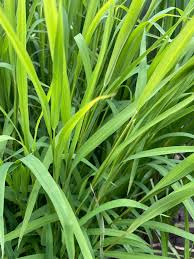 Attēlu rezultāti vaicājumam “Leersia oryzoides”