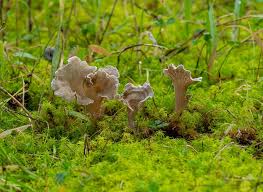 Attēlu rezultāti vaicājumam “Arrhenia spatulata”