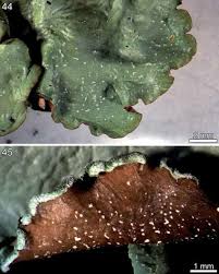 Attēlu rezultāti vaicājumam “Cetrelia olivetorum”