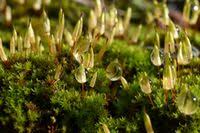 Attēlu rezultāti vaicājumam “Encalypta”