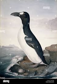 Image result for Pinguinus impennis