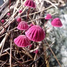 Attēlu rezultāti vaicājumam “Marasmius sp.”