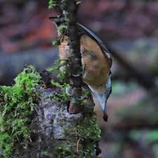 Image result for Sitta canadensis