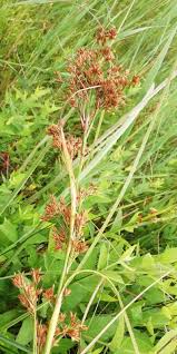 Attēlu rezultāti vaicājumam “Cladium mariscus”