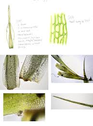 Attēlu rezultāti vaicājumam “Campylopus introflexus”