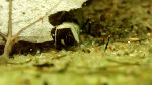 Attēlu rezultāti vaicājumam “Limnephilus larva”