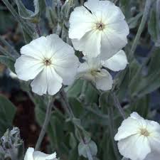 Image result for Lychnis coronaria alba