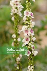 Image result for Verbascum nigrum