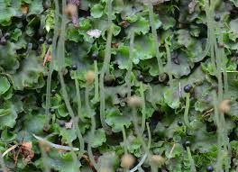 Attēlu rezultāti vaicājumam “Pellia epiphylla”