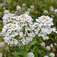 Image result for Iberis amara