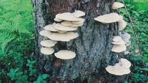 Attēlu rezultāti vaicājumam “Climacocystis borealis”