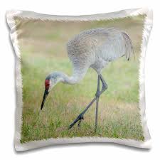 Attēlu rezultāti vaicājumam “Grus grus adult”