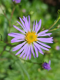 Image result for Aster amellus