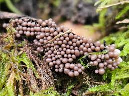 Attēlu rezultāti vaicājumam “Tubifera montana young”