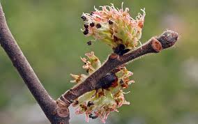 Attēlu rezultāti vaicājumam “Ulmus glabra flower”