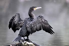 Image result for Phalacrocorax carbo